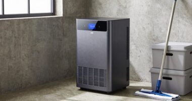 top basement dehumidifiers 2026