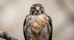 zooming in losing clarity