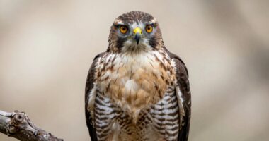 zooming in losing clarity